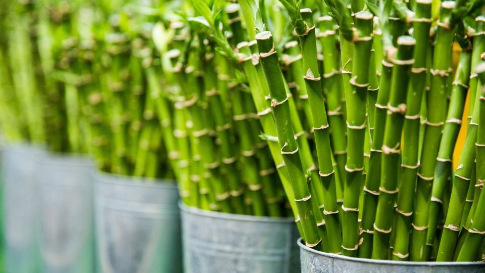 regali-natale-sostenibili-vestiti-bamboo